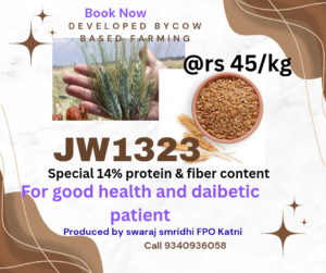 Natural grown Wheat 1323